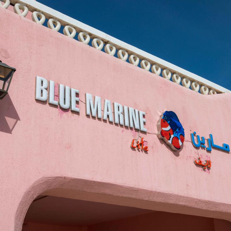 blue marine life