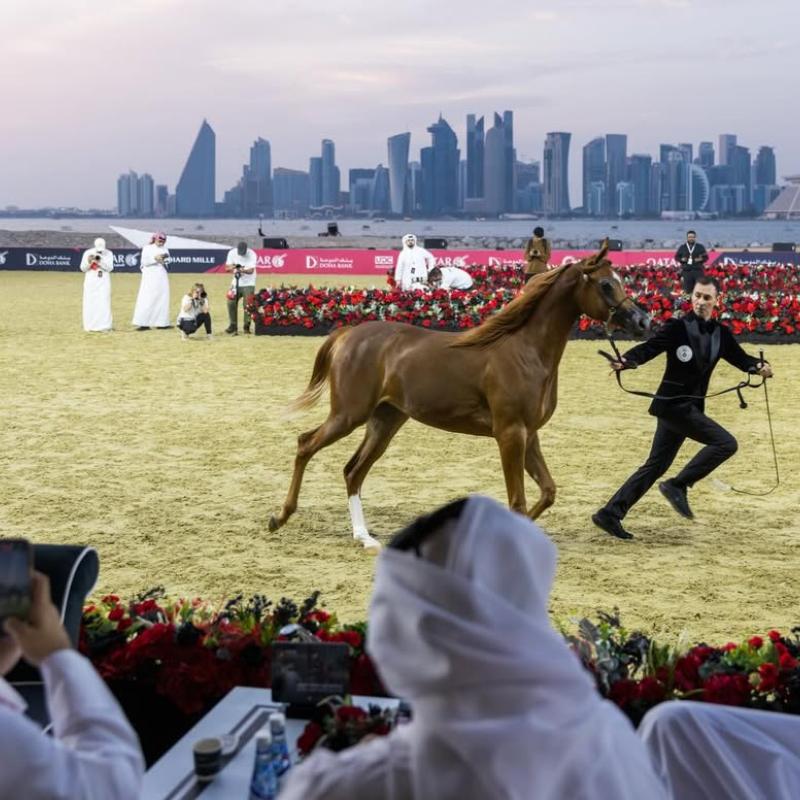 World Horse Championship Old Doha Port 2025